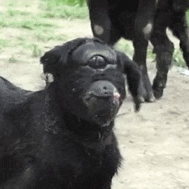 'Cyclops goat' born in Indian village