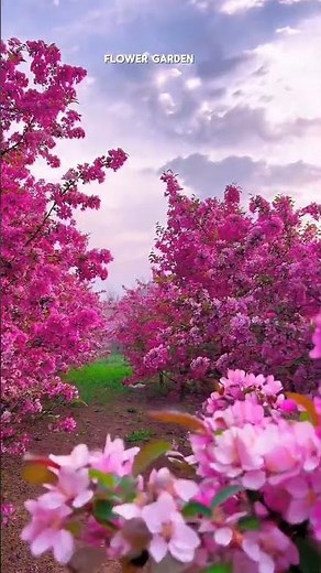 Beautiful Flowers Blooming 4K | Relaxing Nature Video | Peaceful Floral Scenery for Mind Relaxation