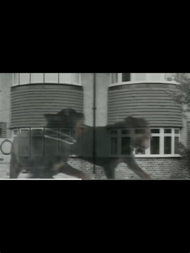 The @Pet Shop Boys singing about #dogs for 1 minute. Ok bye #petshopboys #psb #pethead