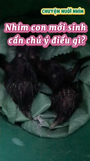 What should be noted when hedgehogs are newborn...?