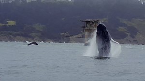 204K views · 6.6K reactions | Wait for it... Watch a humpback whale...