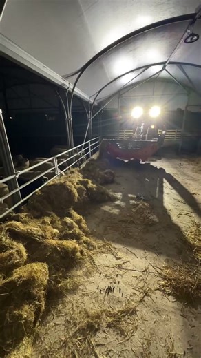 We’ve been to another sale… Christmas prep on the farm has begun | Dalscone Farm