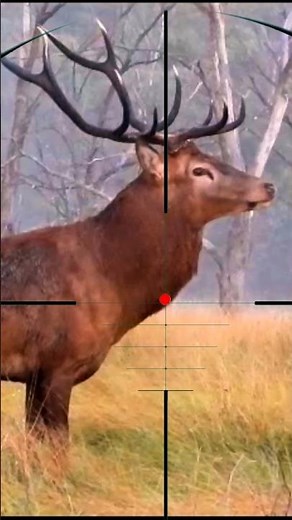 Red Deer Hunting | Caccia al cervo rosso | Chasse au cerf rouge