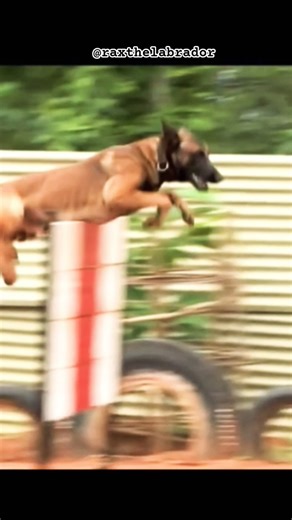 Crpf K9 Dog Training 🔥🇮🇳💯#shorts #dogtraining