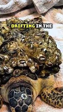 Barnacles -The tiny hitchhikers #animalfacts #wildlife #barnacles
