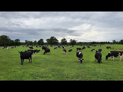 Day in the Life / July / 400 Cow Grass-Based Dairy Farm in Ireland