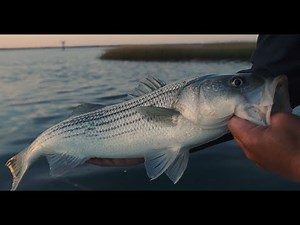 TackleDirect Pro Staff Series: Dan Schafer Part 2 - Striped Bass