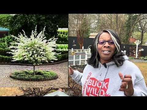 Discover the Beauty of Dapple Willow Trees: My Experience in Planting Them!