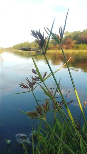Peaceful Water Stream Flowing Through the Plains | Relaxing Nature Sounds