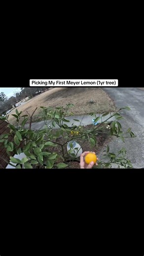 Meyer Lemon Harvest 🍋 #gardening #garden #planting #satisfying #growingseeds #lowcountrygardening