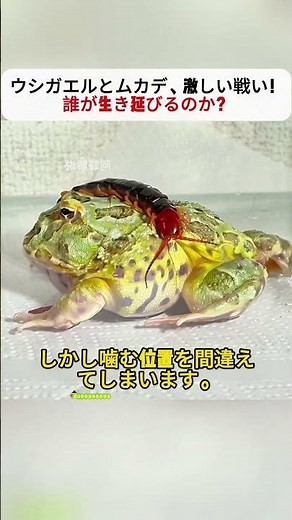 A fierce battle between bullfrogs and centipedes! Who will survive? #bullfrog #centipede #predati...