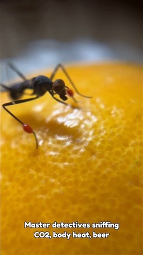 Most Annoying Tiny Vampires on Earth #life #facts #insects #mosquito #truthmatters #dyk