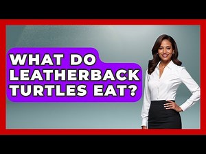 What Do Leatherback Turtles Eat? - The Marine Life Explorer