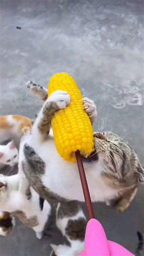 Cat Turns Into A Monster The Second Food Appears😹 / Funny cats |Cat videos |Kitten |Cats.