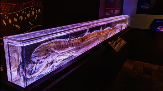 Mysterious deep-sea oarfish on display at Birch Aquarium at Scripps
