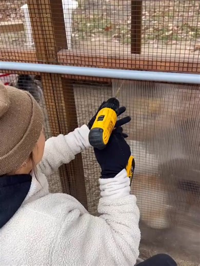 Let's do it! 5 minutes to install.🪛 Years of sleeping in.🐓🐥 Thank you @mauryah.jane for sharing this wonderful video with us. #RunChicken #Homesteading #Backyardchickens #AutomaticCoopDoor #Chickens