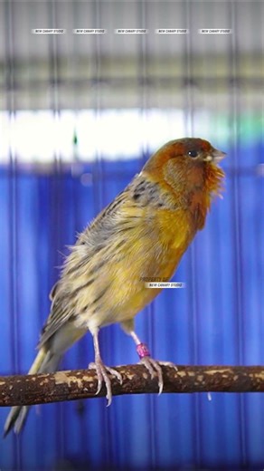 CANARY SONGBIRD #CANARY #CANARYSONGBIRD #CANARY #KENARI 1