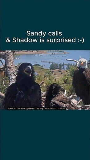 Cute Call, Sneeze, Pulling Shadow's Talons & Discovering The Camera😁Big Bear Eaglets Sandy🐥& Luna🐥