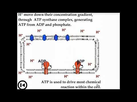 Electron transport in bacteria & archaea