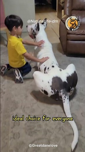 Gentle Giants: Great Dane Unveiling the World's Most Relaxed Dog Breed! #GreatDane #LaziestDogBreed