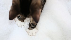 Why do cats knead?