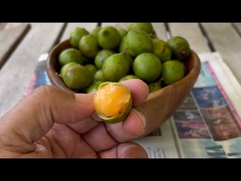 How to Eat Quenepas [Spanish Lime or Mamoncillos]