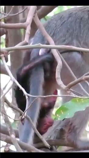Life of Baboons: Oh, the baby monkey was born but the umbilical cord was not broken yet.
