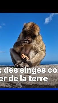 Gibraltar: Monkeys eat dirt to better digest junk food