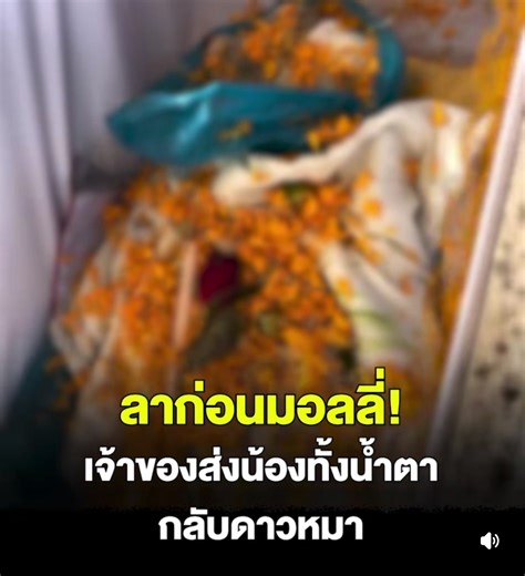 #มอลลี่ #ไซบีเรียนถูกเผา #ไซบีเรียน #สงขลา #ti̇ktok