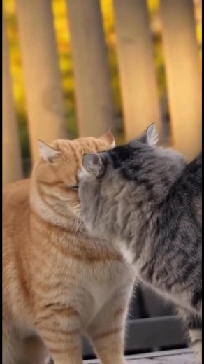 * 🚀 *VIRAL VIDEO ALERT!* 🎥✨ Watch the most talked‑about clips that are blowing up feeds right now! From heart‑melting rescues to laugh‑out‑loud pranks, this compilation has it all—quick cuts, epic moments, and pure internet gold. 👍 *Like, Share, and Follow* for daily doses of viral madness. 🔔 _Turn on notifications so you never miss a trending hit!_ --- *Viral Hashtags* #Viral #TrendingNow #MustWatch #FacebookViral #InstaViral #ViralVideo #GoViral #EpicMoments #LaughOutLoud #FeelGood #ShareT