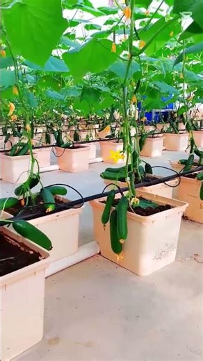 🌿 Dutch Bucket Hydroponic System | High-Efficiency Vegetable Cultivation #greenhouseeffect #farming