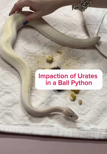 Ball Python Disimpaction: Relief for Constipated Snake