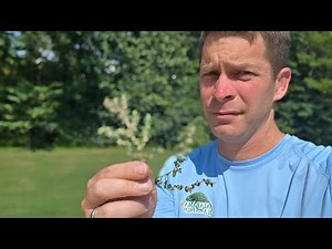 Identify the Weeds and Grass Types in Your Lawn