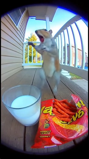 Squirrel Spicy Chip Challenge 🐿️ #viralchallenge #reelschallenge #viralreel | Lala Sana