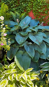 Hosta Wu is my favorite! #backyardgarden #gardening #hosta | The Thrifted Planter