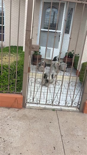 Perros escapistas: ¿por qué se salen y cómo evitarlo?