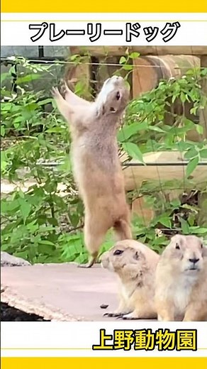 【上野動物園】プレーリードッグお団子状態？みんなで仲良くお昼寝 かわいい声と直立姿