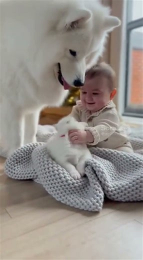 A Samoyed Left a Little Samoyed for the Baby