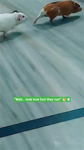 “Two Guinea Pigs Running So Fast 🐹💨 | Cutest Race Ever!”#trending #viral #shortvideo #funny #pets ❤️