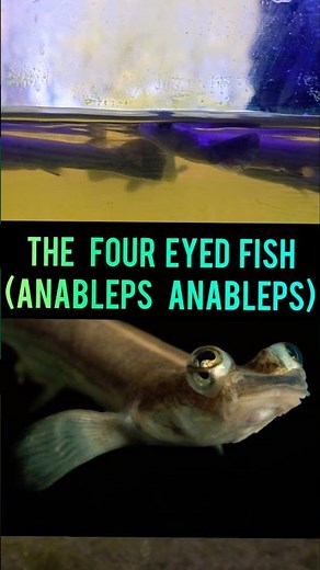 These Fish Can Walk On Dry Land & Have 4 Eyes! Anableps anableps AKA: The Four Eyed Fish
