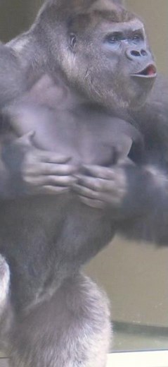 handsome gorilla drumming シャバーニのドラミング #gorilla #silverback #shabani #ゴリラ #シャバーニ #シルバーバック #animals