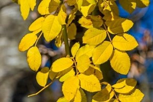 How To Fix Yellow Leaves On Roses | What Causes It