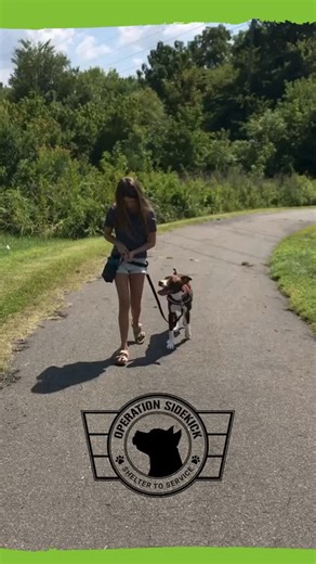 If you’re new here, this is one of the programs closest to our hearts 💚🐾 Operation Sidekick pairs rescued pit bulls with veterans who need service dogs — providing support, purpose, and healing on both ends of the leash. These dogs are trained not just to serve, but to connect. They offer steady companionship, help with PTSD-related challenges, and remind their humans that they’re never alone. This program represents so much of what we believe in: second chances, meaningful work, and the incre