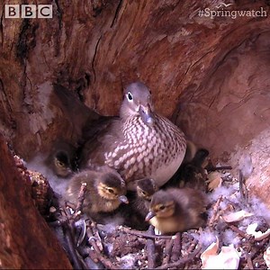 283K views · 7K reactions | Our clutch of 15 Mandarin ducks started to hatch overnight! The chicks will likely make the jump from their tree-top home within the next 24 hours  閭 #Springwatch | BBC Springwatch | Facebook