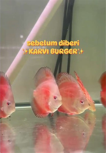 Discover the Delights of KARVI BURGER for Discus Fish