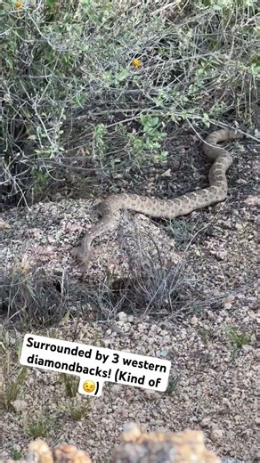 Went out looking for snakes and found not 1 or 2 but 3 rattlesnakes at the same time! Fun times