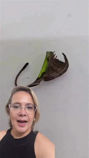 ⚠️ Alerta sobre a aranha armadeira 🕷️ Essa aranha é conhecida por ser extremamente venenosa e, muitas vezes, se camufla em frutas, especialmente no cabo da banana, mas também em outras frutas. O perigo é real: se não tomar cuidado, ela pode picar e causar dor intensa, febre e até complicações sérias. Sempre verifique bem a fruta antes de manusear e evite colocar a mão em locais onde elas possam se esconder. Você já tinha ouvido falar desse risco ou acha que é exagero? 👀 #dicas #aranha #frutas 