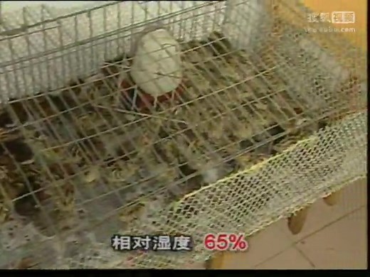 林下养鸡技术 养鸡教程