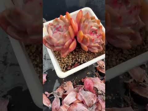 How to Care for Succulents Like a Pro 🌿