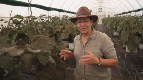 Farmers increasingly using ‘good bugs’ to combat pests in crops